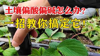 土壤偏酸偏碱咋办？可不是多用有机肥！很多菜农做错了【付老师种植技术团队官方频道】