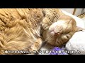 【ご報告】新しい家族（子猫）をお迎えします