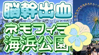 脳幹出血、右片麻痺、国営ひたち海浜公園ネモフィラ季(元大日本帝国陸軍飛行場)を観賞(長丁場往復5km)※綺麗に歩く本番(見て下さい)TBSドラマ百年の物語風に♪