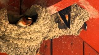 Nesting Cliff Swallows