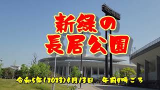 新緑の長居公園！イチョウ並木が鮮やか4月13日（木）