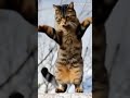 cat dancing 😀😀