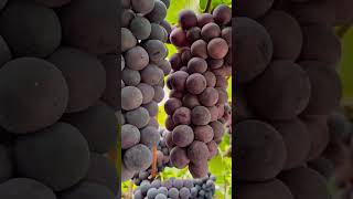 Favorite Grapes  🍇 Fresh Fruit #freshfruit #shortvideo #channynila #grapes #yummyfruits