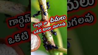 ఈ చిట్కాతో చీమలు మటుమాయం - garden lo cheemalu povalante em cheyali - Get rid of ANTS permanently