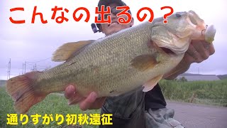 ナマズ\u0026雷魚釣り稲刈り通りすがり遠征1日目③【365】虫くん釣りch