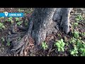 Lahaina's banyan tree sprouts new leaves