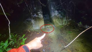 京都の川の流れ込みでとんでもない生物発見したんだが！？