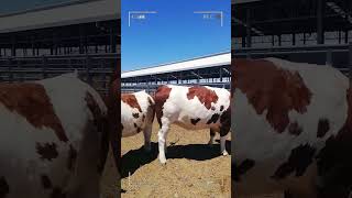 🔴 SIMMENTAL CATTLE ✅ Biggest Bulls And Cow