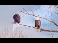 The Bald Eagle - Master of the Sky  Wild Animals Documentary 4K With Calming Music