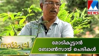Bonsai plant Making | Nattupacha | Manorama News