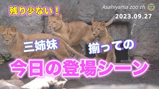 【旭山動物園ライオン】今日の登場！子どもたちは元気に飛び出しレイは壁を登る！