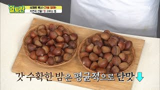 3가지만 기억하세요! 맛있는 ＜밤＞ 고르는 법 공개 MBN 201101 방송