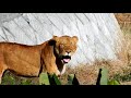 ジャンプとニイナがペアに　jump and niina　〜 lion 〜　～ 多摩動物公園 ～