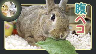 🐰ばりばり、パリパリ、🍃葛の葉、うめぇ～❣😋【 ウサギのちゃび 】　2025年2月27日