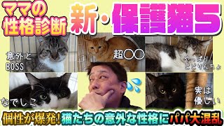 保護猫たちの魅力満載！新・５ニャンズの魅力を一挙大公開