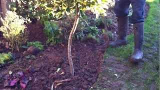 Growing a bent Holly.MOV