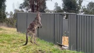 damn kangaroos