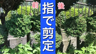 （これなら葉先が茶色にならない！）チャボヒバを指で剪定してみた。(字幕対応）