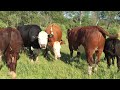 pasture walk and meet the new hereford bull