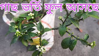 কেনু কমলা গাছে প্রচুর পরিমান ফুল আসছে । কমলা ফুলের পরিচর্যা | মাল্টা ফুলের পরিচর্যা । ফুলের পরিচর্যা