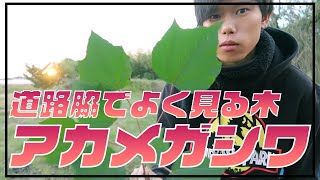 【樹木紹介】アカメガシワ　道路脇でよく見かける木　アリを雇う木！？