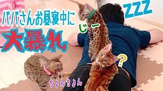 お昼寝中のパパさんに5匹のベンガル猫が大暴れ！