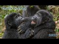 Dive into the World of Gorilla Behavior With Trekking