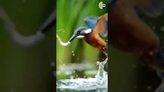 Why Kingfishers Get Stuck in Trees 🐦💥: The Cost of Being a Fast Hunter