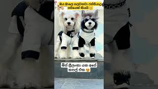 ඔන්න පපී බැංදා යැව්ව රට තරගෙකට 😍♥️ #shorts #puppy #story