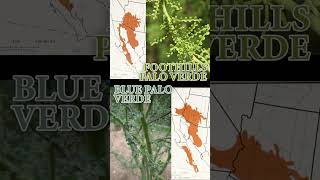 Making Arizona out of Palo Verde Wood | Official State Tree Map #shorts #trees #wood