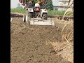 sowing barseem fodder for the livestock