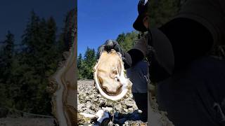 HARVEST GIANT OYSTER IN NORTHWEST #clamming #oysters #seafood #shellfish #food