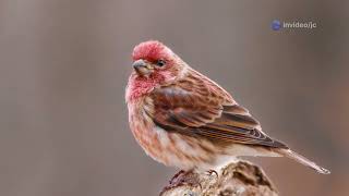 Jordan’s Mountain Birds: A Guide to the Avian Wonders of Petra and Beyond #cuteanimal #wildlife