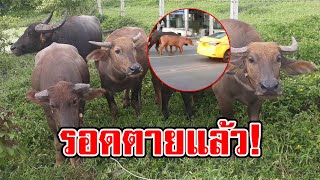 ธารน้ำใจหลั่งไหล ควาย 6 ชีวิตหนีโรงเชือด รอดแล้ว พบมีลูกควายเผือก ท้องอีก 2 ตัว