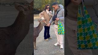 鹿を可愛いがる外国🌞人観光客JAPAN NARA PARK DEER