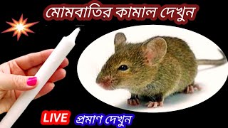 🔥ইঁদুরের বংশ ধ্বংস হবে এই ঘরোয়া টোটকায়🔥Live প্রমাণ দেখুন/rat killer/cockroach killer/cleaning tips