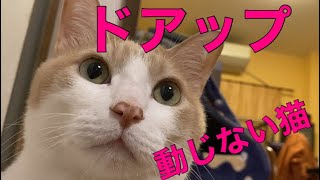 ドアップにしても動じない猫🐱