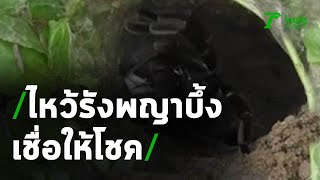 ชาวบ้านกราบไหว้รังพญาบึ้ง เชื่อให้โชค  | 16-07-63 | ตะลอนข่าว