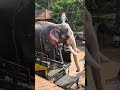 pakath srikuttan 🐘🐘🐘🐘 elephant elephantkerala