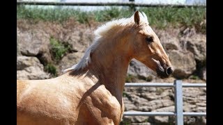 Palomino Colt