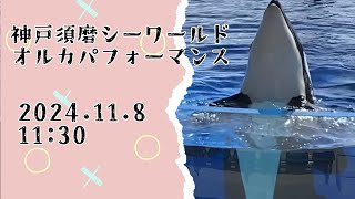 神戸須磨シーワールド　オルカパフォーマンス　2024.11.8 11:30