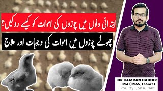 How to Control Early Chick Mortality in Poultry? | Causes, Signs, Symptoms \u0026 Treatment | 2025