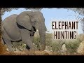 How to Hunt African Elephants | 1