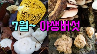 야생 식용버섯! 독버섯! 산느타리 땅느타리 흰털깔때기 굴털이버섯 좀나무싸리버섯 애기버섯 세발버섯 해면버섯 산남자 산나물 약초 버섯 산행 이야기 항암 자연 건강 ~ !