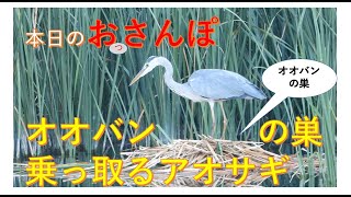 オオバン転落・アオサギが巣の乗っ取り・とか・本日のおっさんぽ