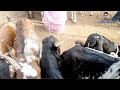 పెబ్బేరు సంతలో మేకల రేట్లు mekala santha telugu goat market in telangana pebbair goat market goats