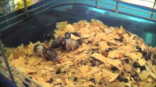 Hairless rat mother takes care of orphaned hamster babies!