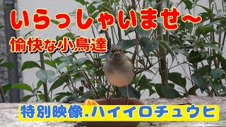 我が家の小鳥達