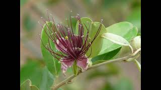 Herbier Numérique Câpres indienne ( Capparis zeylanica )