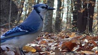 Autumn Forest Bird Cam: Tufted Titmice \u0026 a Lone Blue Jay's Seed Basket/TV for Cats, Dogs and Humans